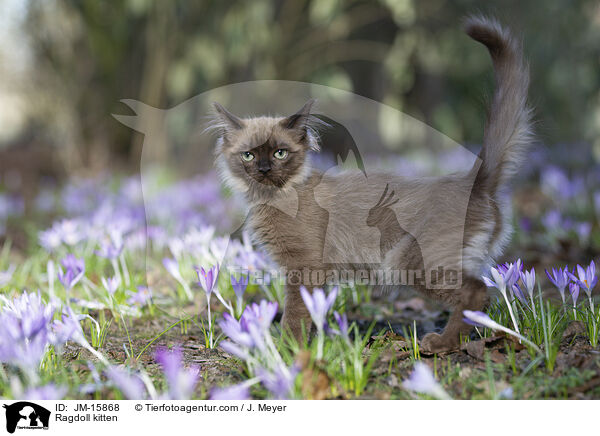 Ragdoll Ktzchen / Ragdoll kitten / JM-15868