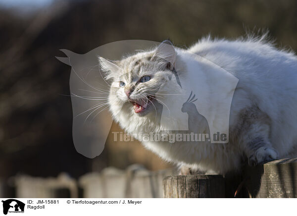 Ragdoll / Ragdoll / JM-15881
