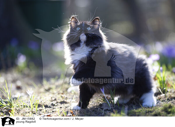 junge Ragdoll / young Ragdoll / JM-15882