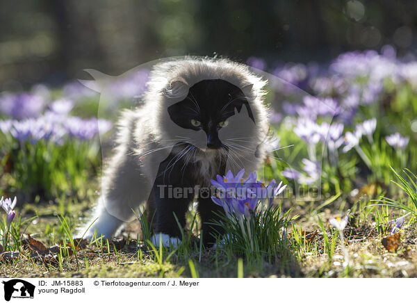 junge Ragdoll / young Ragdoll / JM-15883
