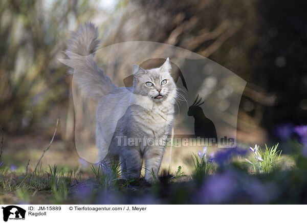 Ragdoll / Ragdoll / JM-15889