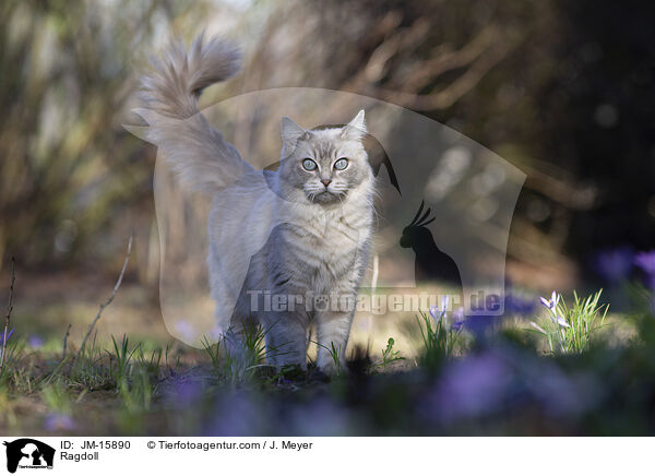 Ragdoll / Ragdoll / JM-15890