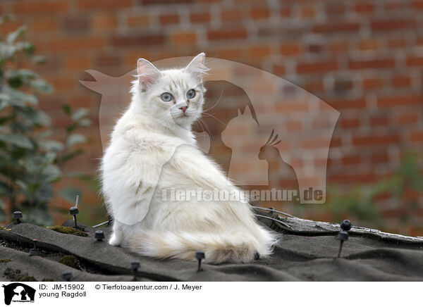 junge Ragdoll / young Ragdoll / JM-15902