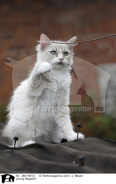 junge Ragdoll / young Ragdoll / JM-15912