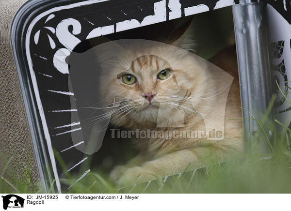 Ragdoll / Ragdoll / JM-15925