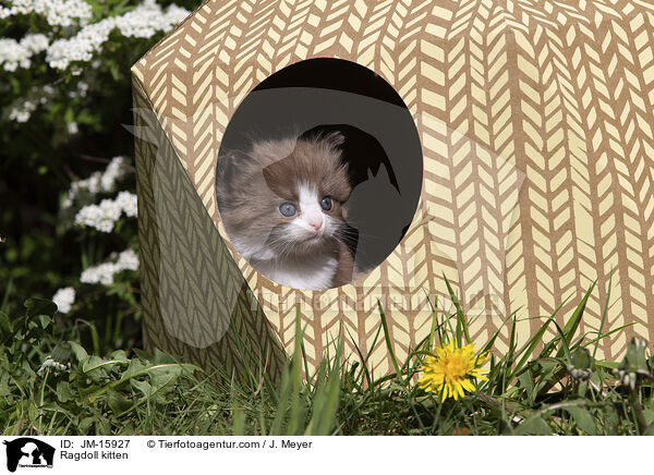 Ragdoll Ktzchen / Ragdoll kitten / JM-15927