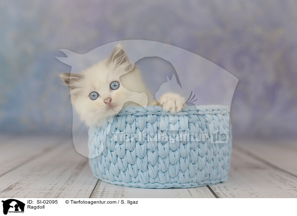 Ragdoll / Ragdoll / SI-02095