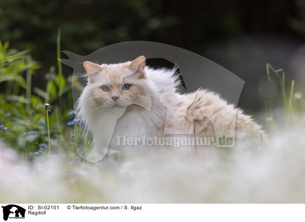 Ragdoll / Ragdoll / SI-02101