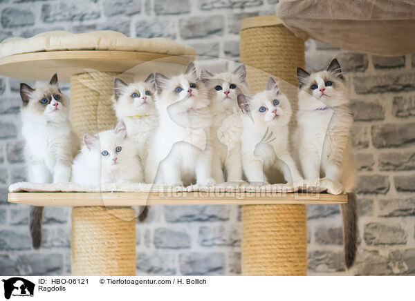 Ragdolls / Ragdolls / HBO-06121