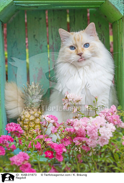 Ragdoll / Ragdoll / KAB-01873