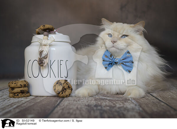 Ragdoll Kater / Ragdoll tomcat / SI-02149
