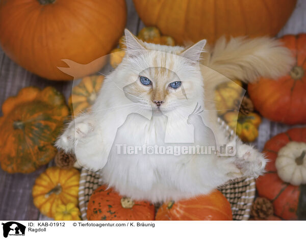 Ragdoll / Ragdoll / KAB-01912