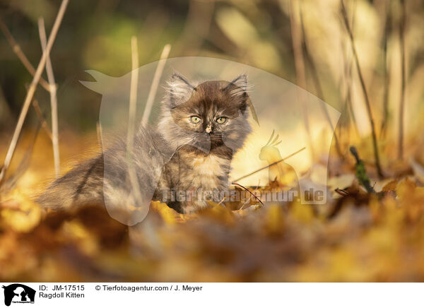 Ragdoll Ktzchen / Ragdoll Kitten / JM-17515