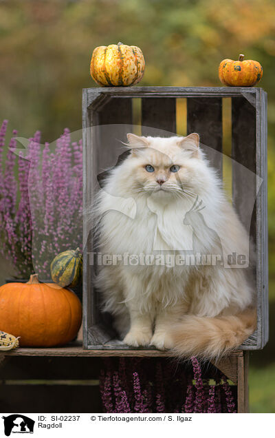 Ragdoll / Ragdoll / SI-02237
