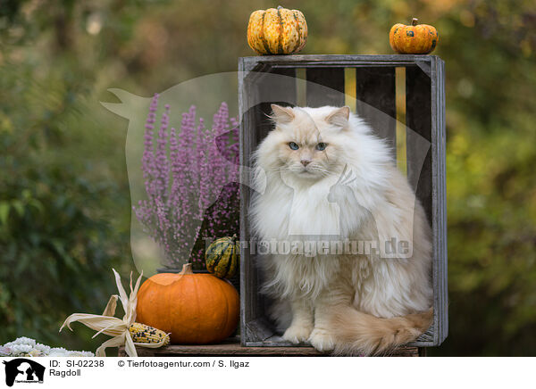 Ragdoll / Ragdoll / SI-02238