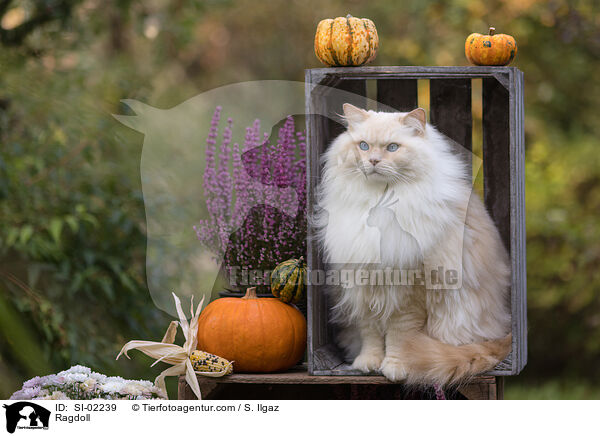 Ragdoll / Ragdoll / SI-02239