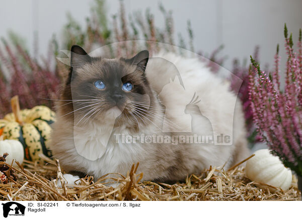 Ragdoll / Ragdoll / SI-02241