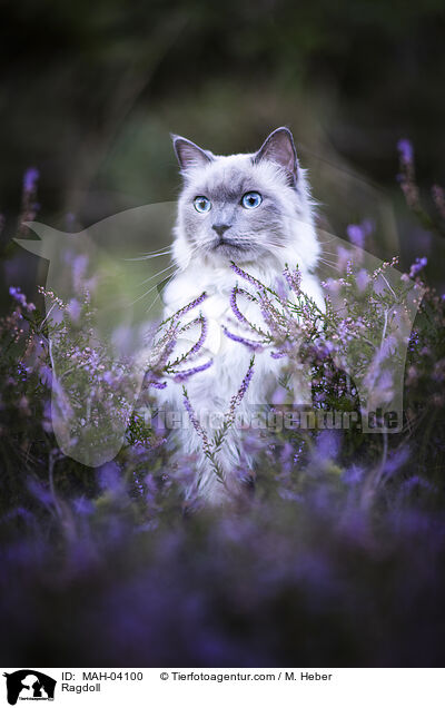 Ragdoll / Ragdoll / MAH-04100