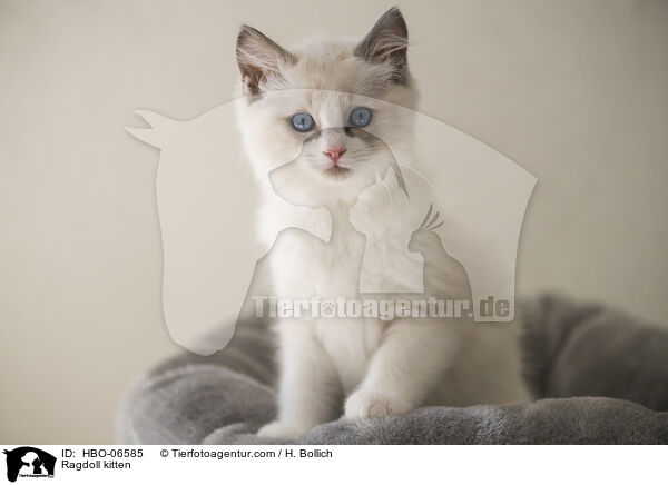 Ragdoll Ktzchen / Ragdoll kitten / HBO-06585
