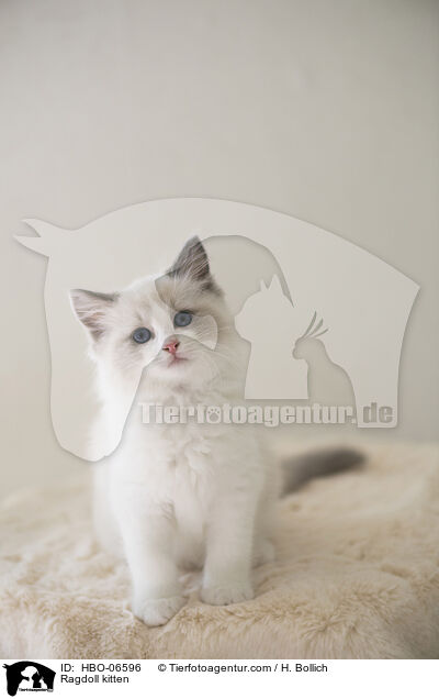 Ragdoll Ktzchen / Ragdoll kitten / HBO-06596