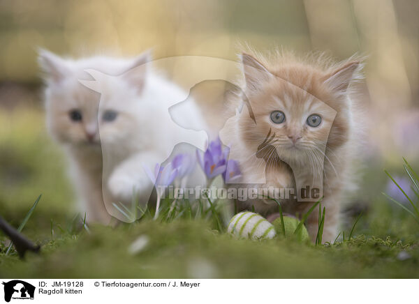 Ragdoll Ktzchen / Ragdoll kitten / JM-19128