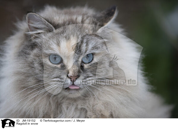 Ragdoll im Schnee / Ragdoll in snow / JM-19152
