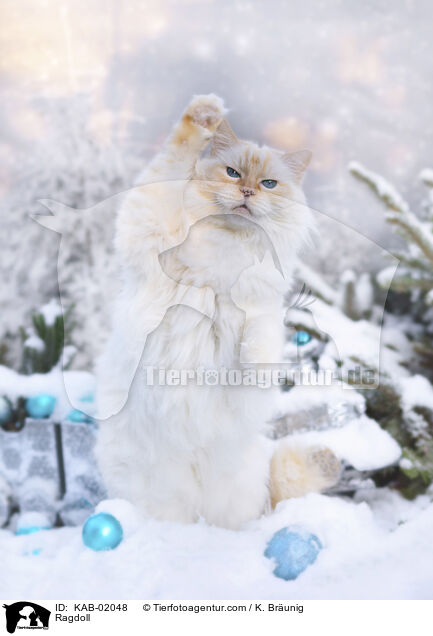 Ragdoll / Ragdoll / KAB-02048