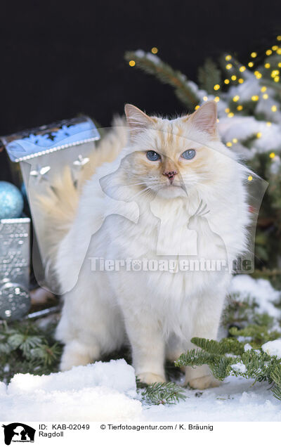 Ragdoll / Ragdoll / KAB-02049