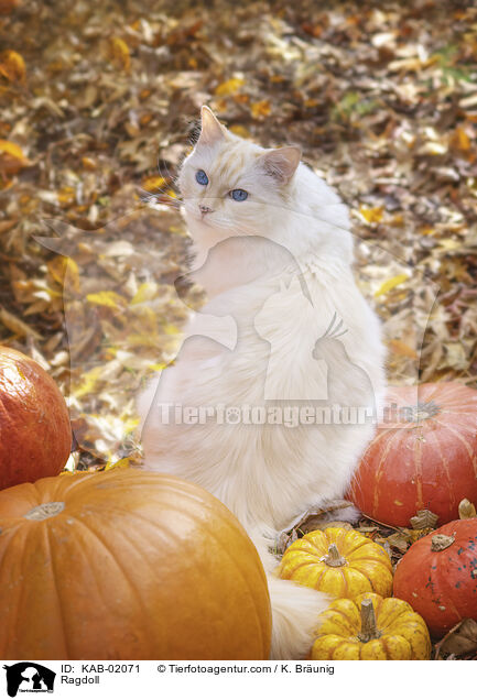 Ragdoll / Ragdoll / KAB-02071