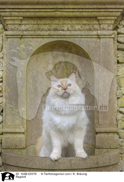 Ragdoll / Ragdoll / KAB-02076