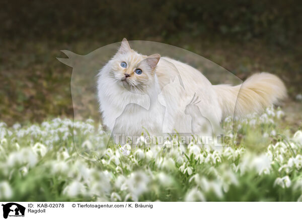 Ragdoll / Ragdoll / KAB-02078