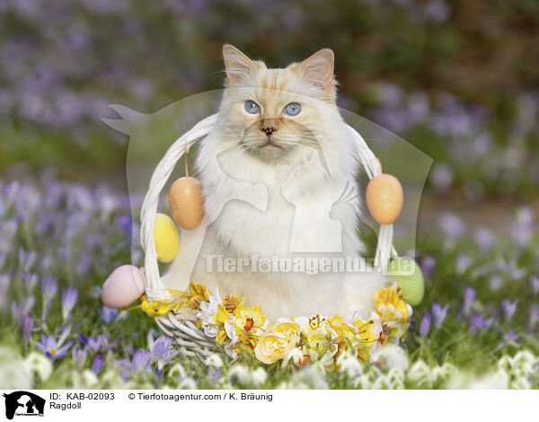 Ragdoll / Ragdoll / KAB-02093