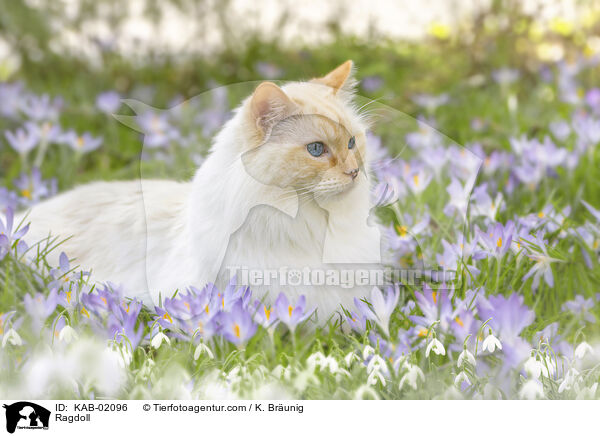 Ragdoll / Ragdoll / KAB-02096