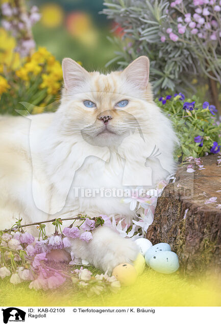 Ragdoll / Ragdoll / KAB-02106