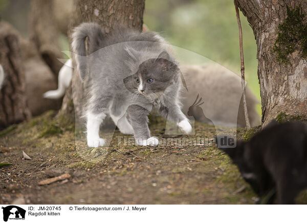 Ragdoll kitten / JM-20745