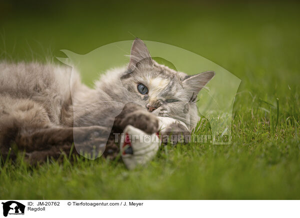 Ragdoll / Ragdoll / JM-20762