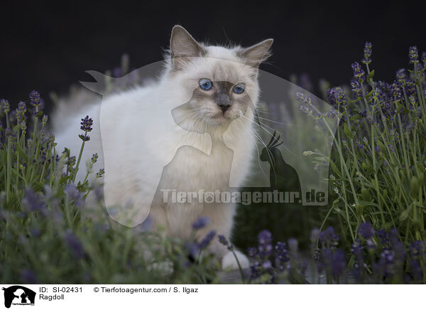 Ragdoll / Ragdoll / SI-02431