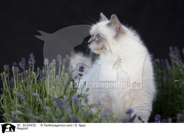 Ragdoll / Ragdoll / SI-02432