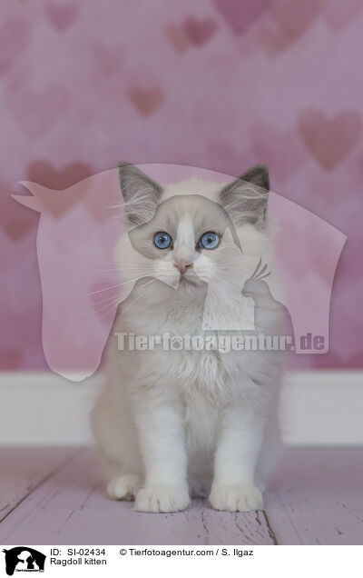 Ragdoll Ktzchen / Ragdoll kitten / SI-02434