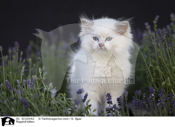 Ragdoll Ktzchen / Ragdoll kitten / SI-02442