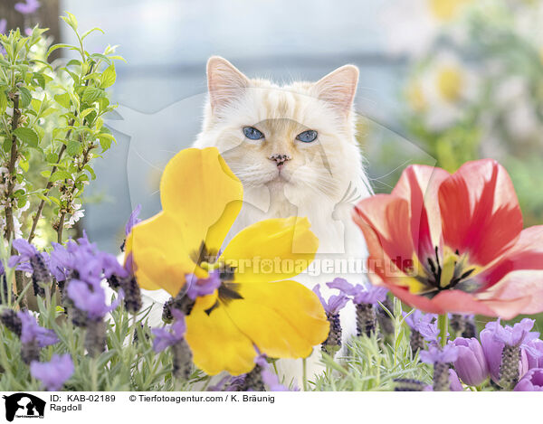 Ragdoll / Ragdoll / KAB-02189