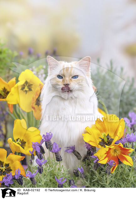 Ragdoll / Ragdoll / KAB-02192