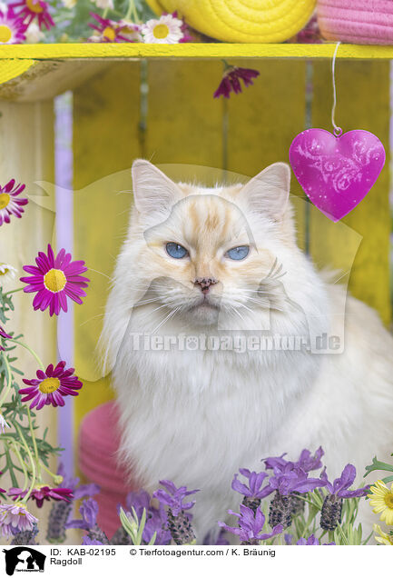 Ragdoll / Ragdoll / KAB-02195
