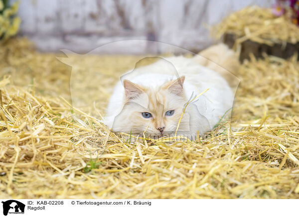 Ragdoll / Ragdoll / KAB-02208