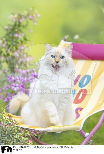 Ragdoll / Ragdoll / KAB-02231