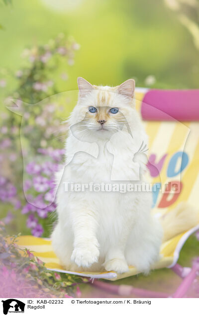 Ragdoll / Ragdoll / KAB-02232