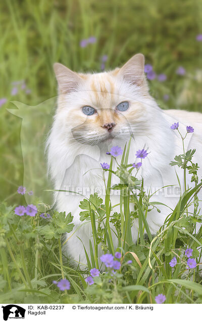 Ragdoll / Ragdoll / KAB-02237