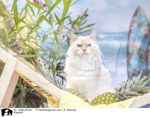 Ragdoll / Ragdoll / KAB-02240