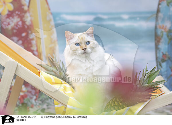 Ragdoll / Ragdoll / KAB-02241