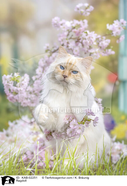 Ragdoll / Ragdoll / KAB-02251